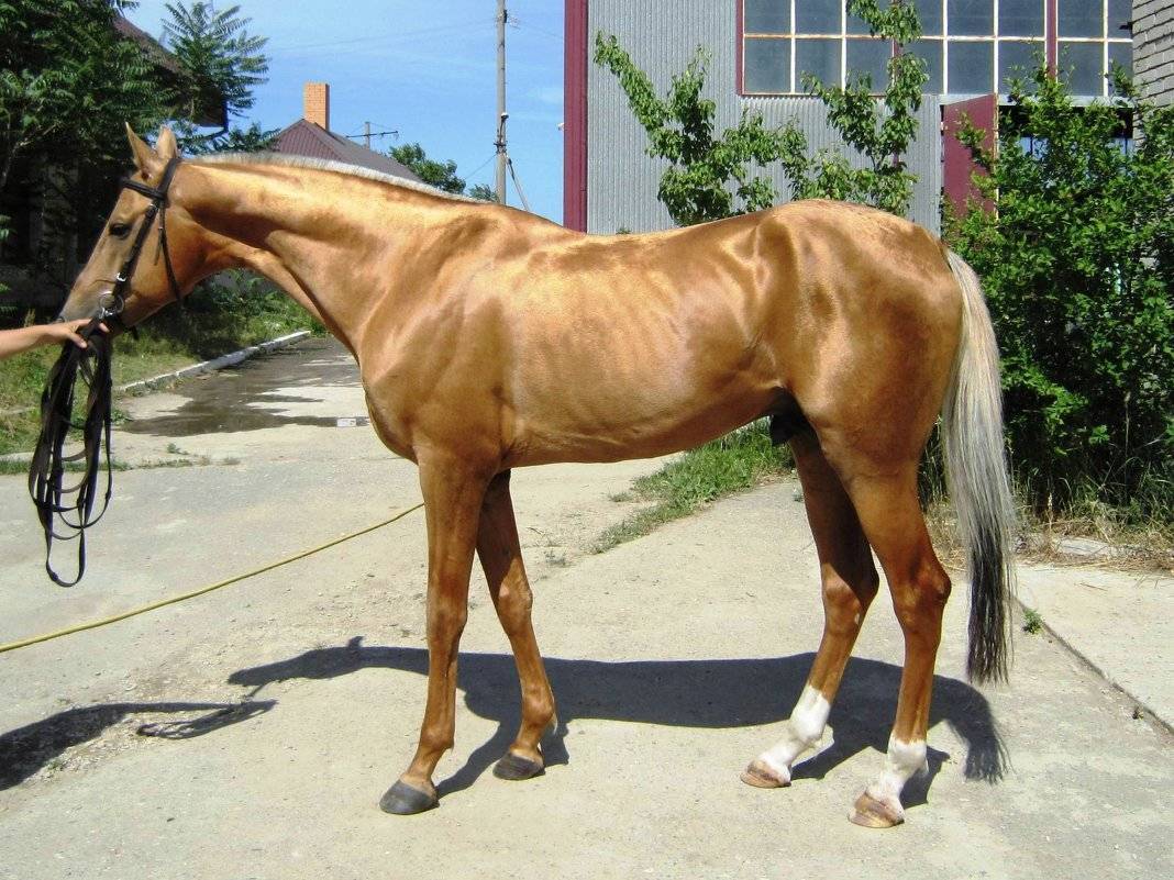 Ахалтекинская лошадь — википедия переиздание // wiki 2
