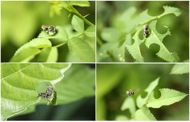 О пчеле листорезе: образ жизни, как бороться, борьба с осой на розах