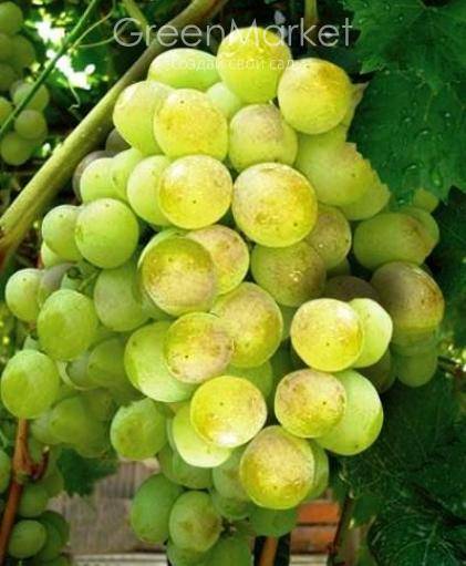 Сорта винограда для красного вина – топ 15