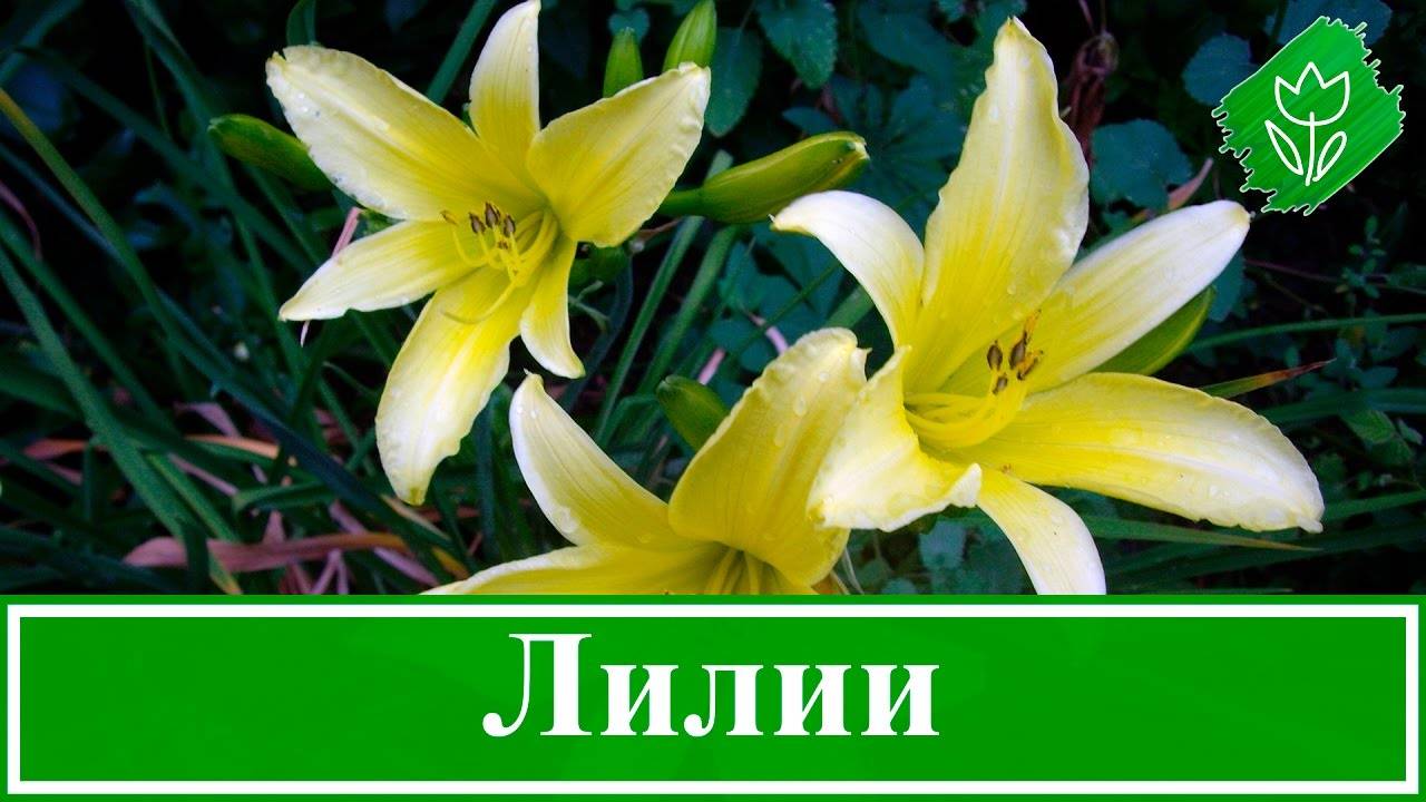 Лилии — выращивание, уход, пересадка и размножение