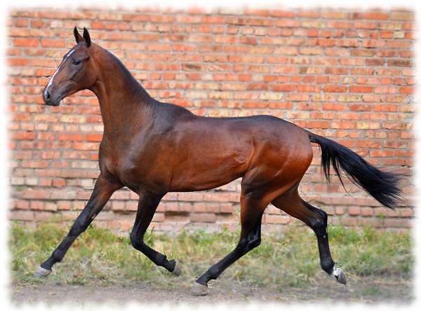 Ахалтекинская порода лошадей, описание породы