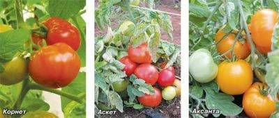 Первая подкормка и окучивание томатов открытого грунта. для чего нужно окучивание томатов?