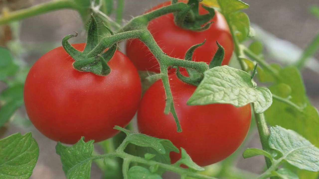 Можно ли опрыскивать рассаду помидор водой