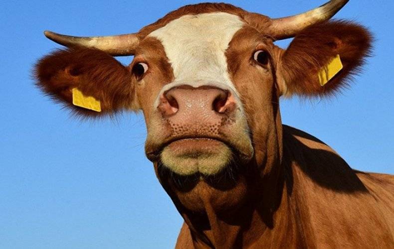 Как лечить нодулярный дерматит у коров