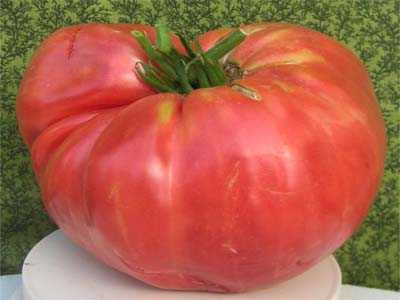 Сахарный гигант: описание сорта томата, характеристики помидоров, посев