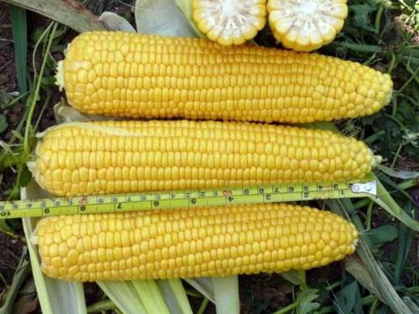 Сахарная кукуруза: рентабельность – 600%