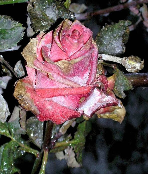 Чем флорибунда отличается от чайно-гибридной розы?