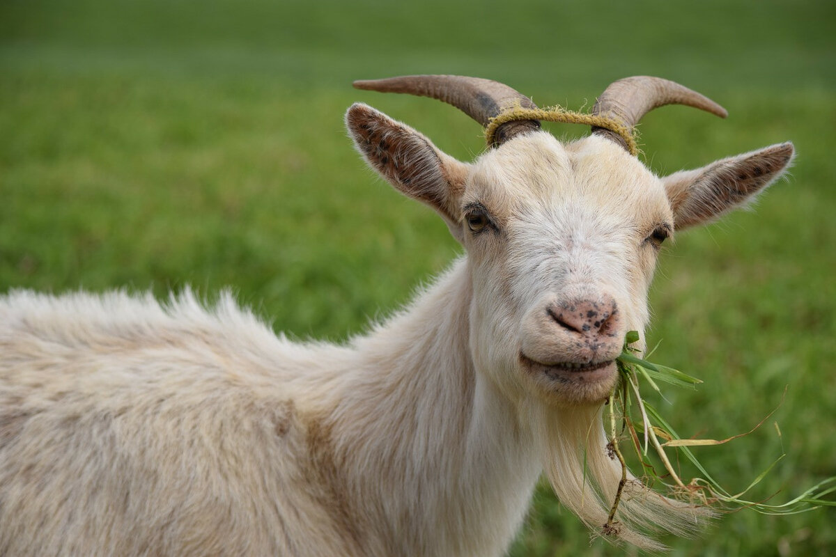 Породы и содержание карликовых коз
