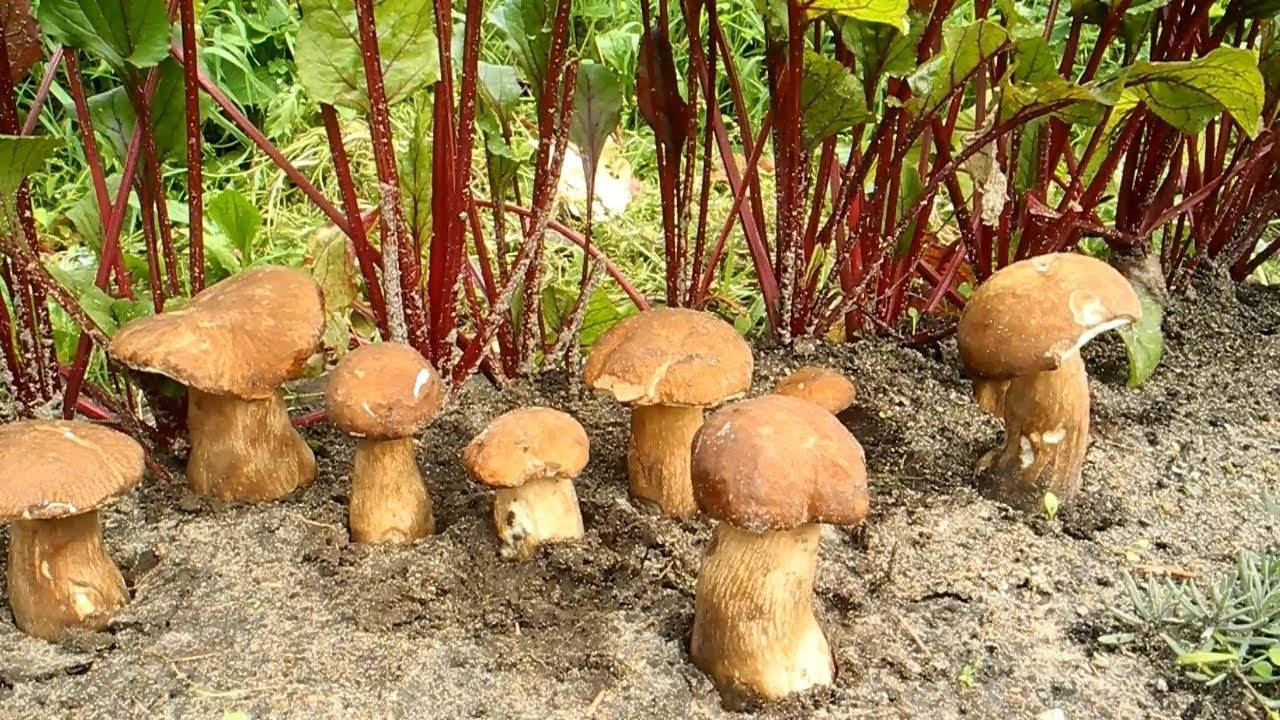 Как избавиться от грибов на газоне