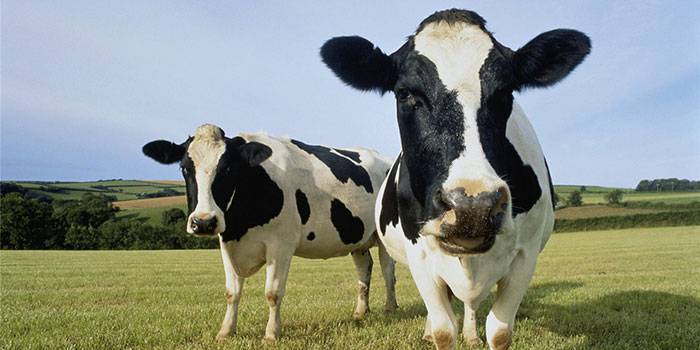 Понос у коровы: что делать?