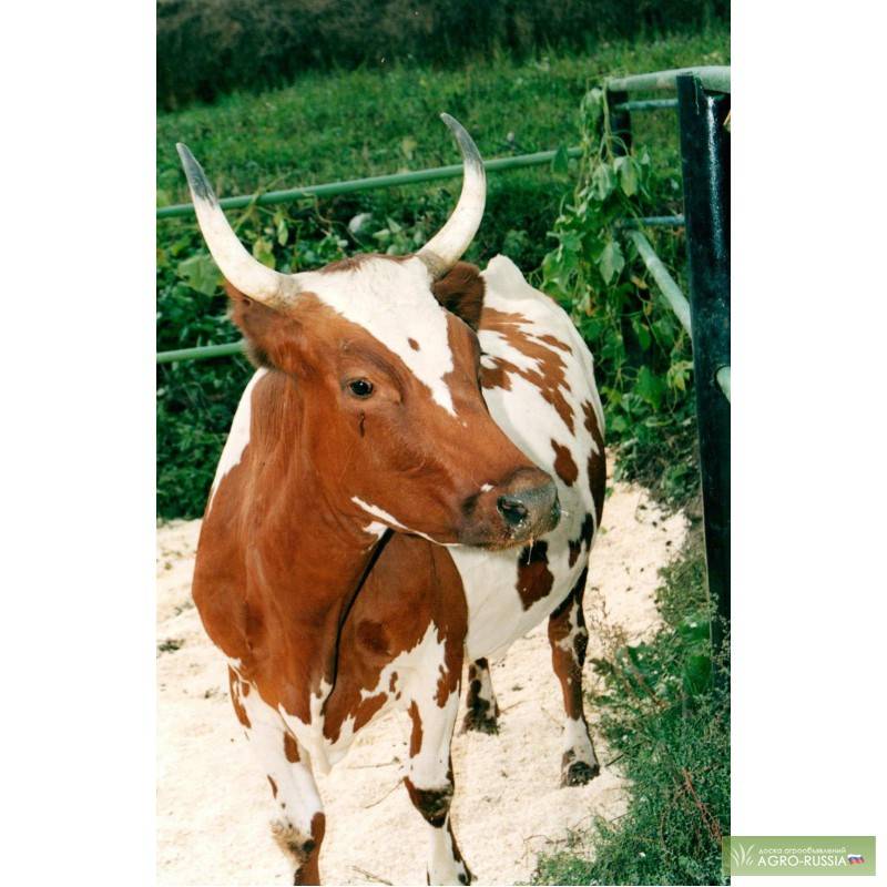 Об айрширской породе коров: описание и характеристики, содержание, уход