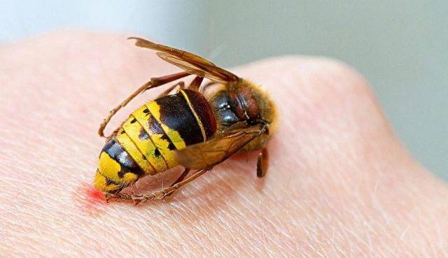 Как действует “дихлофос” на тараканов?