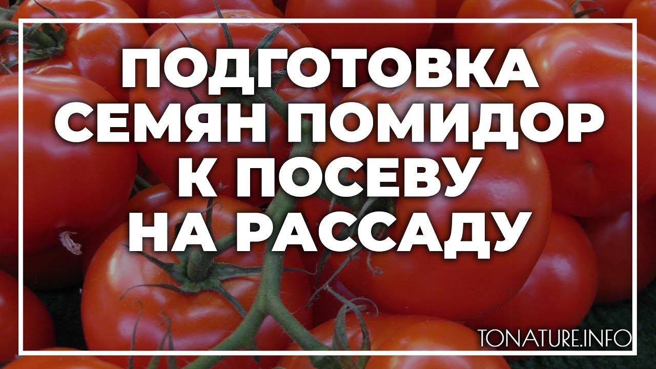 Толстой семена томат. Подготовка семян томатов. Подготовка томатов к хранению. Семена томата Непас. Сертификат на семена томатов.