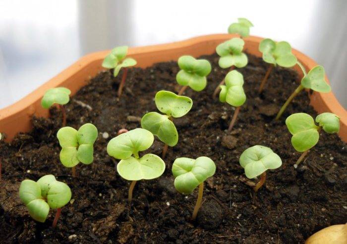Посадка редиски в теплице ранней весной: можно ли начать посев в марте, как вырастить, а также что нужно делать, когда семена подготовлены?