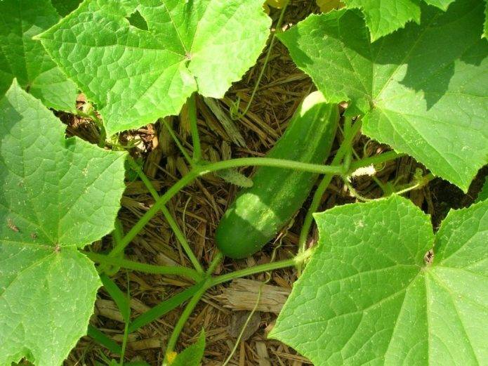 Что посадить после тыквы на следующий год: можно ли сеять клубнику и огурцы