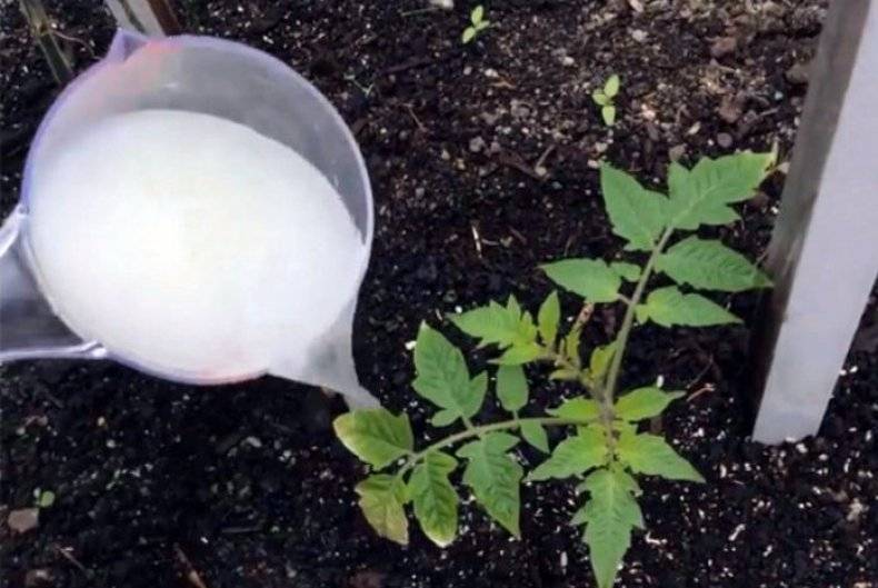 Применение яичной скорлупы как удобрения для растений на огороде и в саду