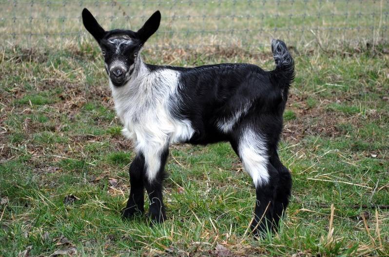 Козы ламанча (34 фото): описание породы и общая характеристика козлят. сколько они дают молока?