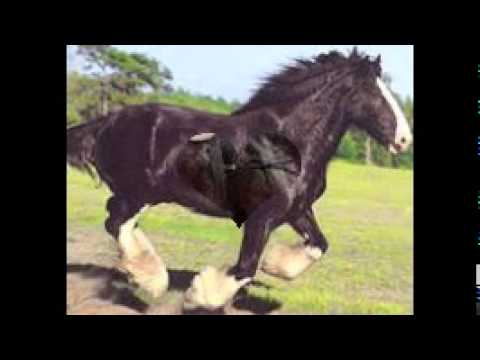 Шайр лошадь: достоинства и недостатки породы, содержание, уход