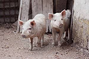 Все болезни свиней, их симптомы, причины и профилактика