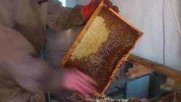 Как правильно качать мед — во всех подробностях