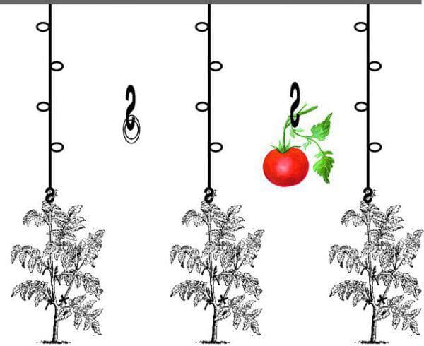 Подвязка помидор - запись пользователя екатерина (katikate) в сообществе сад, огород в категории полезные советы (обмен опытом) - babyblog.ru