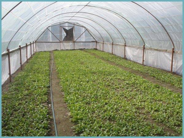 Выращивание редиса в открытом грунте: сроки посадки, правила посева и ухода за редиской | топ огород