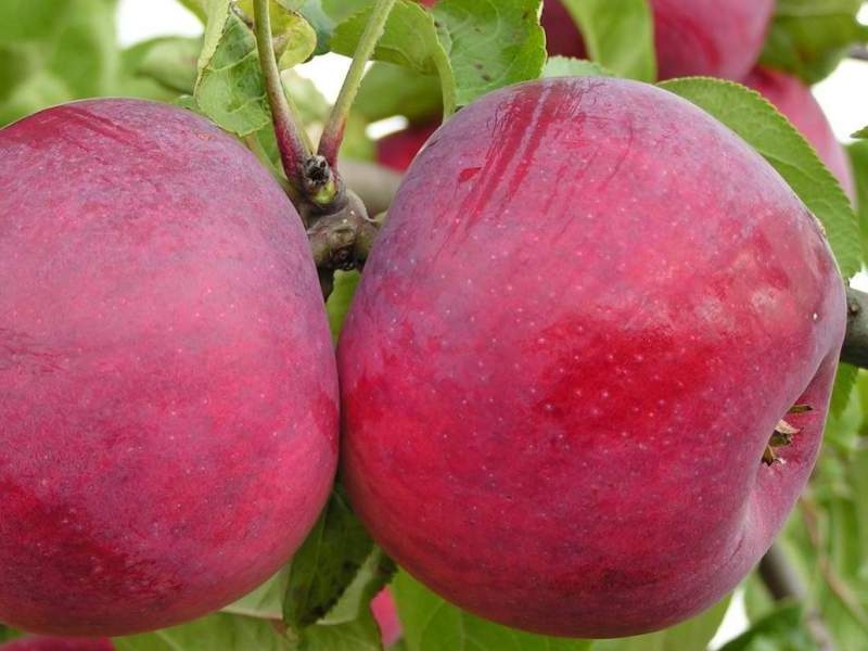 Характеристика и описание яблони «белорусское сладкое»
