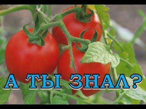 Подкормка помидоров дрожжами: рецепты с золой, с сахаром. новинки дрожжевого питания томатов