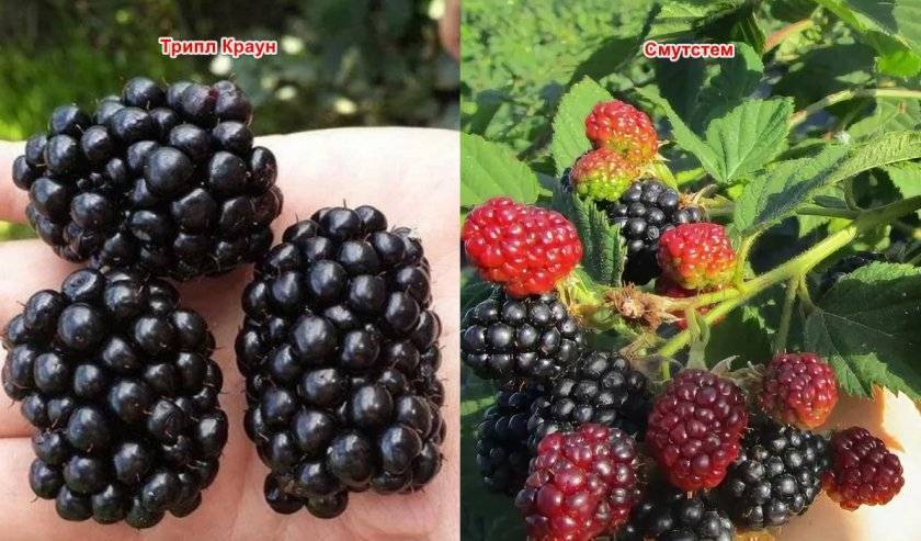 Малина или ежевика — какая ягода полезнее?