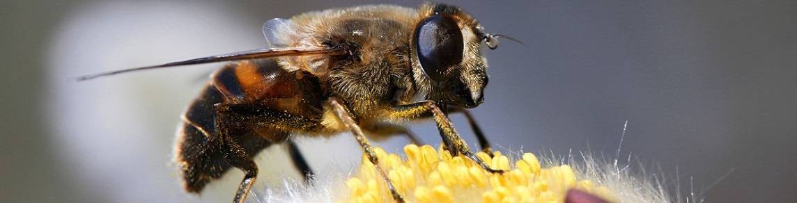 Как убрать отечность после пчелиного укуса?