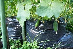 Здоровая и крепкая рассада огурцов: выращивание в домашних условиях, как правильно это сделать, правила ухода за молодыми растениями