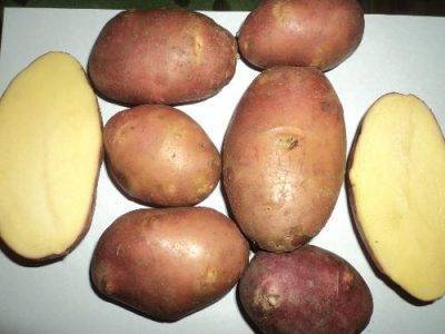 Характеристика ранних сортов картофеля