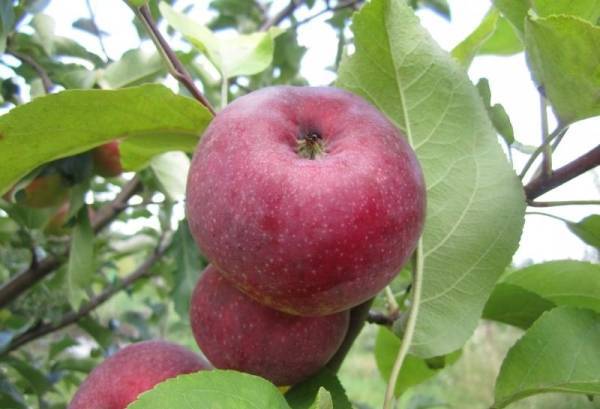 Яблоня «лобо»: описание сорта, фото и отзывы