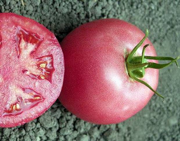 Томат пинк парадайз: описание и характеристика сорта, уход и выращивание из семян