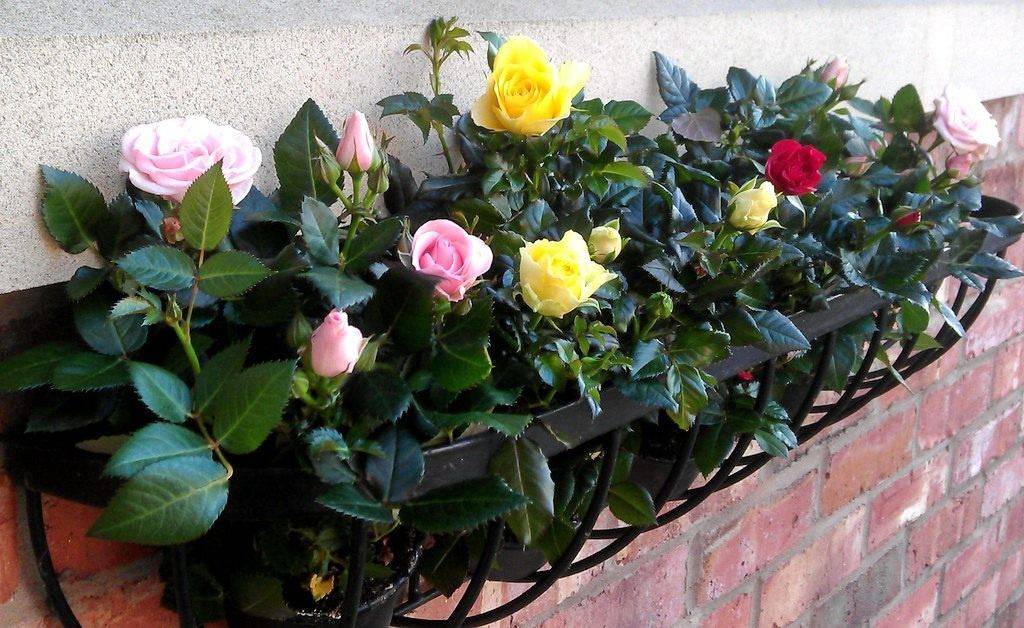 Описание розы сорта кордана: как ухаживать в домашних условиях и открытом грунте