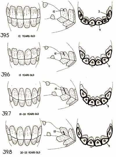 Возраст лошади по зубам фото