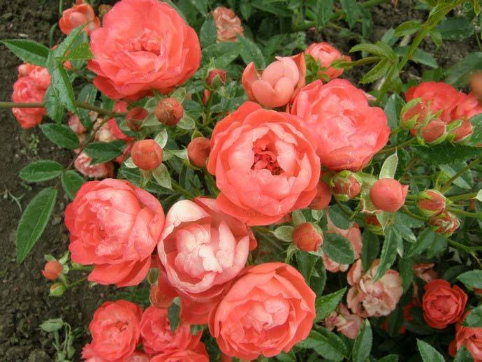 Преимущества и недостатки полиантовых роз, особенности выращивания