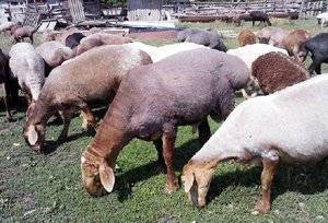 Гиссарская порода овец и ее преимущества
