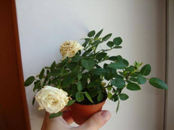 Роза кордана уход в домашних условиях