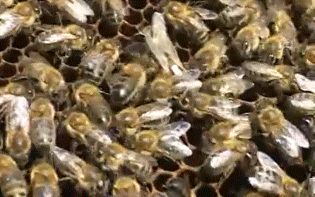 Фото и описание медоносных пород пчел