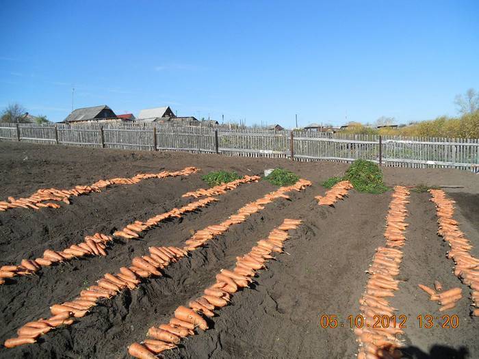 Уход за морковью после посадки в открытом грунте: в чем заключается, каковы его принципы, как правильно заботиться о посевах и каких ошибок надо остерегаться?