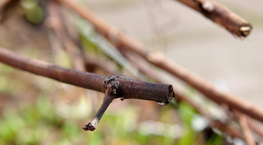 Что делать если виноград не проснулся весной, как разбудить после зимы