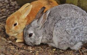 Основные причины и лечение вздутия живота у кроликов