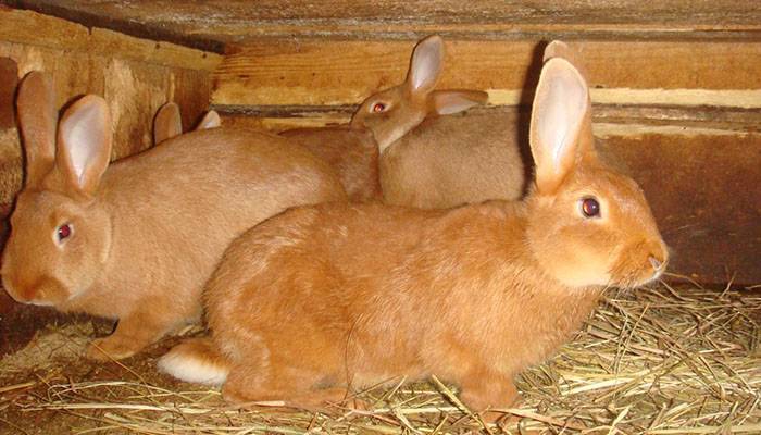 Чем кормить кроликов чтобы они быстро набирали вес
