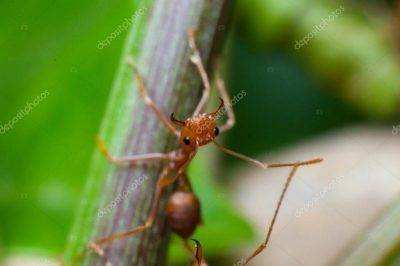 Как бороться с муравьями в клубнике