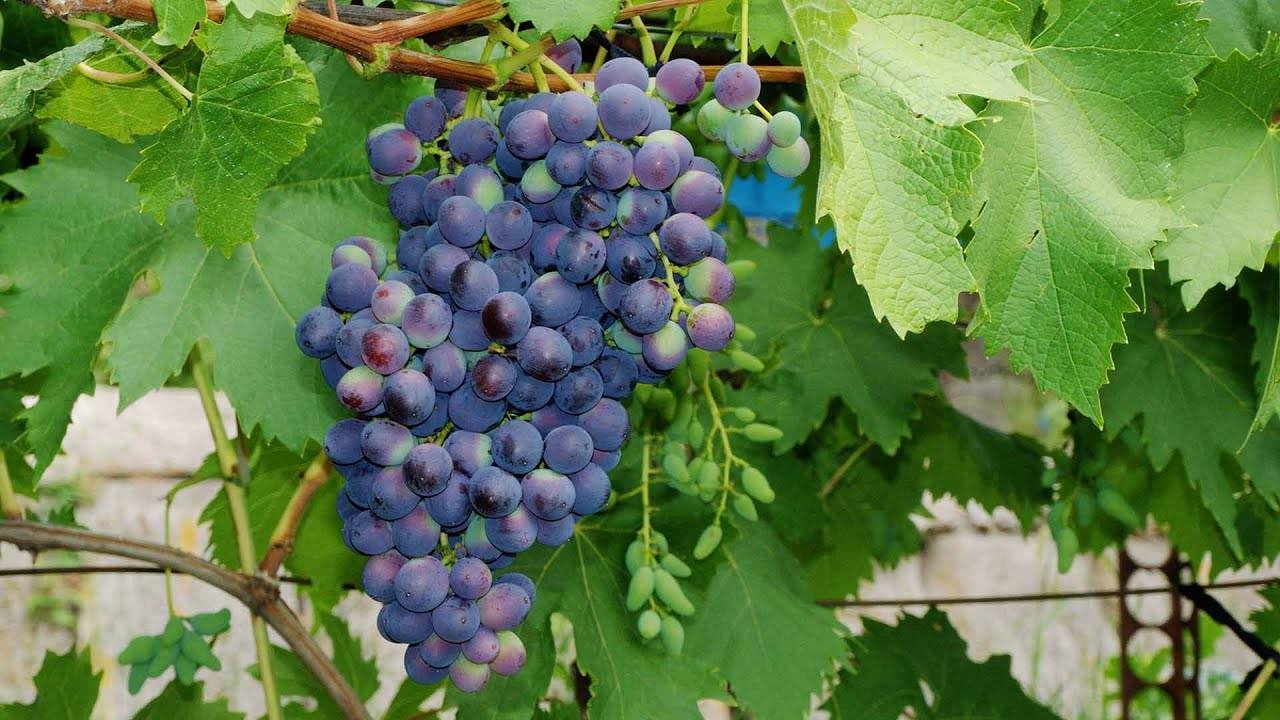 Описание сорта винограда Илья Муромец: уход, размножение, урожайность