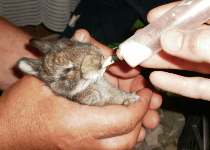 О байкоксе — инструкция по применению для кролика: описание лекарства, дозировка