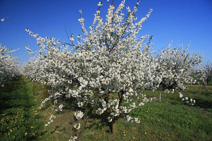 Когда цветет виноград в Ростовской области, уход весной и летом