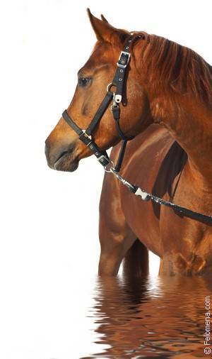 Как управляться с лошадью, которая брыкается? почему лошадь брыкается? как исправить поведение лошади, не причиняя ей боль? что делать, если лошадь брыкается?