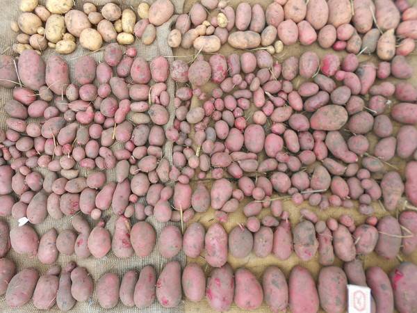 Суперранний и суперурожайный картофель «джувел»: описание сорта и важные нюансы при выращивании